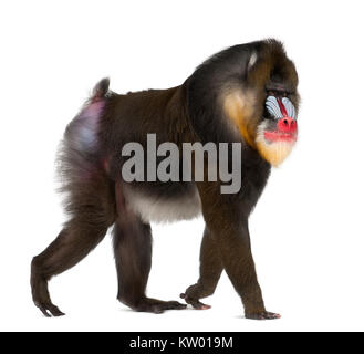 Mandrill (Mandrillus sphinx) è un primate della scimmia del Vecchio Mondo 22 anni Foto Stock