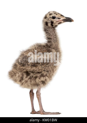 Unione di aringa pulcino di gabbiano, Larus argentatus, 1 mese vecchio contro uno sfondo bianco Foto Stock