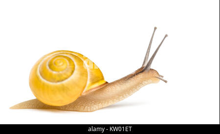 Grove lumaca o marrone-lumaca a labbro senza bandings scuro, Cepaea nemoralis, di fronte a uno sfondo bianco Foto Stock