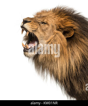 Close-up di un leone ruggente profilo, Panthera Leo, 10 anni, isolato su bianco Foto Stock