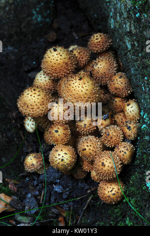 Ritratto di shaggy scalycap toadstools. Nuova Foresta Ottobre Foto Stock