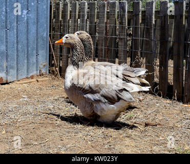 Un paio di oche della fattoria australiana. Forse le oche di Embden. Foto Stock