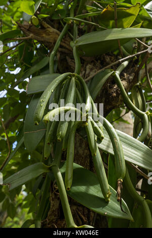 Frutto di vaniglia (Vanilla planifolia), Orchidaceae, piantagione di vaniglia in L'Union Station Wagon Farm Foto Stock