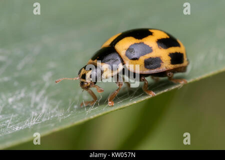 14-Spot Ladybird ( Propylea quattuordecimpunctata) camminando sulla lama dell'erba. Thurles, Tipperary, Irlanda. Foto Stock