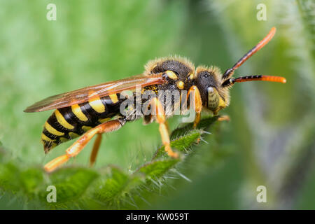 Gooden è il Nomad Bee (Nomada goodeniana) (chiamato anche un cucù Bee) in appoggio sul bordo di una foglia. Cahir, Tipperary, Irlanda Foto Stock