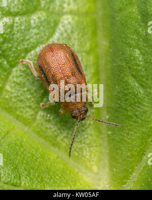 Foglia di biancospino Beetle (Lochmaea crataegi) vista dorsale del campione su una foglia. New Inn, Tipperary, Irlanda. Foto Stock