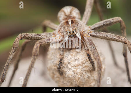 Vivaio-web spider (Pisaura mirabilis) femmina che porta il suo uovo sac. Cahir, Tipperary, Irlanda. Foto Stock