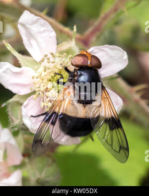 Grandi Pied-Hoverfly (Volucella pellucens) alimentazione su un fiore di rovo. Cahir, Tipperary, Irlanda. Foto Stock