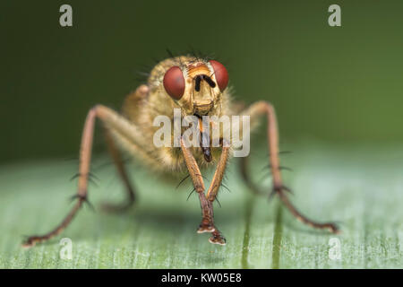 Sterco giallo Fly (Scathophaga stercoraria) preening stesso su un filo d'erba. Thurles, Tipperary, Irlanda. Foto Stock