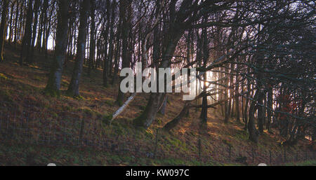 La luce del sole che splende attraverso il gallese woodland Foto Stock