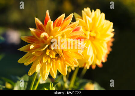 Due giallo e rosso semi cactus dalie fiorisce al sole del mattino in autunno Foto Stock