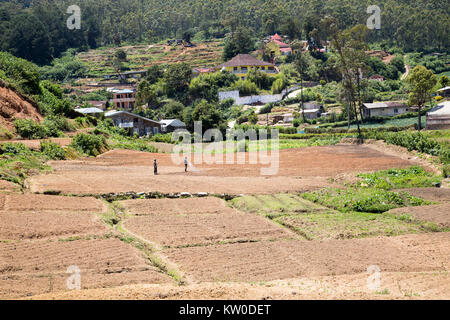 Intensivo di agricoltura di sussistenza nei pressi di Nuwara Eliya, provincia centrale, Sri Lanka, Asia Foto Stock