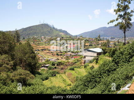 Intensivo di agricoltura di sussistenza nei pressi di Nuwara Eliya, provincia centrale, Sri Lanka, Asia Foto Stock