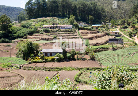 Intensivo di agricoltura di sussistenza nei pressi di Nuwara Eliya, provincia centrale, Sri Lanka, Asia Foto Stock