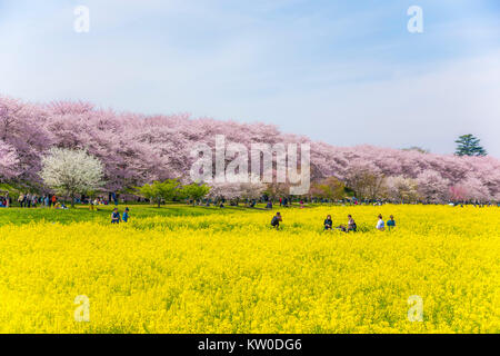 Cherry Blossom Festival, Gongendo, Satte City, nella prefettura di Saitama, Giappone Foto Stock