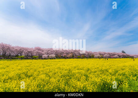 Cherry Blossom Festival, Gongendo, Satte City, nella prefettura di Saitama, Giappone Foto Stock