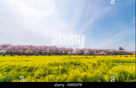 Cherry Blossom Festival, Gongendo, Satte City, nella prefettura di Saitama, Giappone Foto Stock