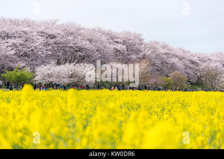Cherry Blossom Festival, Gongendo, Satte City, nella prefettura di Saitama, Giappone Foto Stock