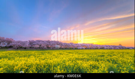 Cherry Blossom Festival, Gongendo, Satte City, nella prefettura di Saitama, Giappone Foto Stock