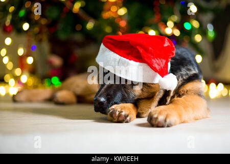 Pastore Tedesco cane giace sul pavimento vicino a un albero di Natale in una cappa di aspirazione Foto Stock