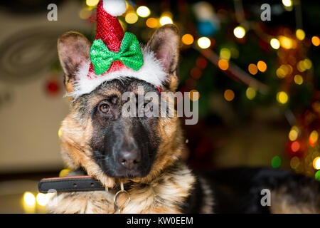 Pastore Tedesco cane giace sul pavimento vicino a un albero di Natale in una cappa di aspirazione Foto Stock