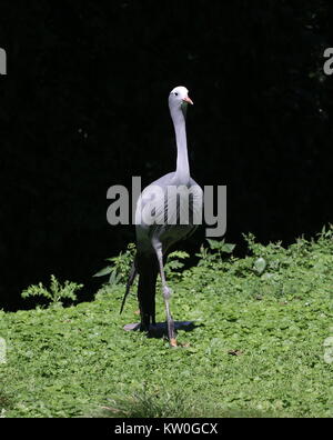 South African Paradise gru (grus paradisaea, Anthropoides paradisaea), a.k.a. Il Blue Crane o Stanley gru Foto Stock