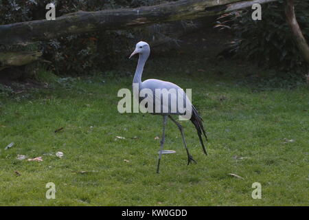 South African Paradise gru (grus paradisaea, Anthropoides paradisaea), a.k.a. Il Blue Crane o Stanley gru Foto Stock