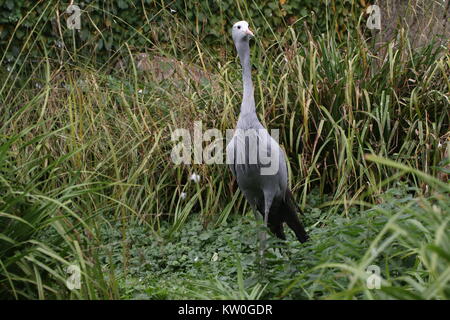 South African Paradise gru (grus paradisaea, Anthropoides paradisaea), a.k.a. Il Blue Crane o Stanley gru Foto Stock