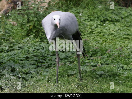 South African Paradise gru (grus paradisaea, Anthropoides paradisaea), a.k.a. Il Blue Crane o Stanley gru Foto Stock