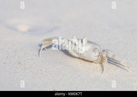 Cornuto Granchi fantasma, Ocypode ceratophthalmus su una neve bianca spiaggia di sabbia. Foto Stock