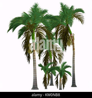 Re Alexander Palme - questo albero tropicale cresce nella foresta pluviale ed è un nativo di palma del Queensland, Australia. Foto Stock