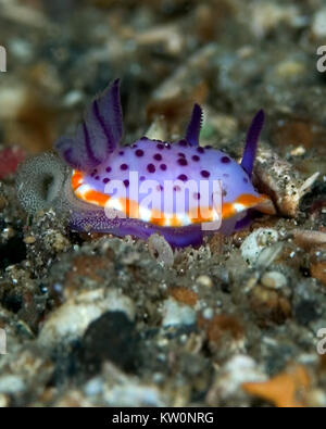 NUDIBRANCH colorate sul pavimento del mare Foto Stock