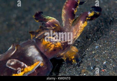 PFEFFER IL FLAMBOYANT SEPPIE (METASEPIA PFEFFERI) Foto Stock