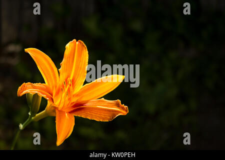 Succo di arancia Lily cresce in giardino. Sfondo scuro Foto Stock