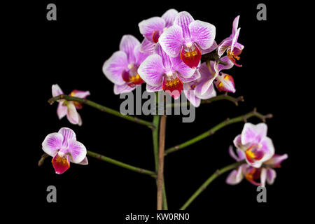 Bellissimo paesaggio girato di una phalaenopsis orchid flower isolata su uno sfondo nero Foto Stock