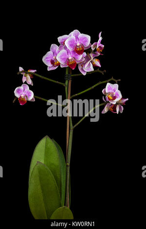 Bellissimo ritratto di un phalaenopsis orchid flower isolata su uno sfondo nero Foto Stock