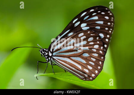 In prossimità di una tigre blu Butterfly, Tirumala limniace, su una foglia in Ishigaki, Giappone. Foto Stock