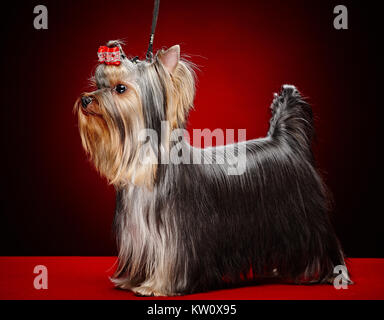 Grazioso piccolo cane yorkie. Foto Stock