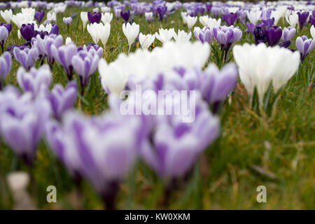 Campo di crochi fioritura in primavera la profondità di campo di una primo piano al di fuori della messa a fuoco Foto Stock