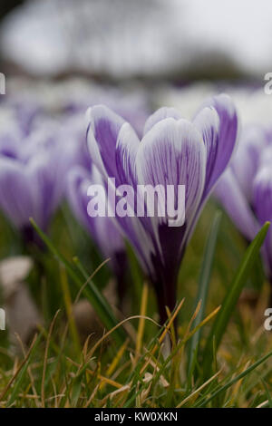 Unico viola crocus fioritura attraverso l'erba in primavera con lo sfondo al di fuori della messa a fuoco Foto Stock