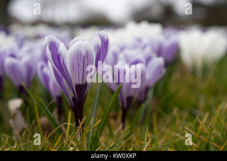 Crocus unica fioritura in primavera con fuori fuoco sfondo Foto Stock