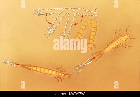 Illustrazione di altri insetti acquatici le larve che illustra i diversi tipi di movimento nel loro ambiente acquoso. Le larve della zanzara non sono spinte da appendici, come lo sono gli insetti acquatici mostrato, né si sposta con ritmiche, moti ondulante caratteristica di molti insetti acquatici larve. Immagine cortesia CDC, 1975. Foto Stock