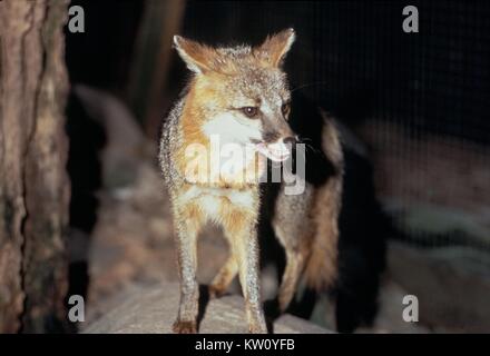 Volpi troppo, possono essere possibili vettori di virus della rabbia, la trasmissione è di esseri umani e in altri animali. Nel 2000, il governo degli Stati Uniti ha riferito 7369 casi di rabbia negli animali, di cui 6.1% di questi casi sono stati volpi. Durante lo stesso anno n. casi umani sono stati segnalati per la CDC. Immagine cortesia CDC/Arthur E. Kaye, 1972. Foto Stock