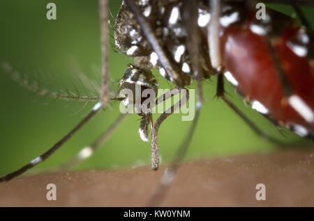 La proboscide di un Aedes albopictus mosquito avanzamento sul sangue umano. In condizioni sperimentali l Aedes albopictus zanzara, noto anche come la tigre asiatica zanzara, ha dimostrato di essere un vettore del virus del Nilo occidentale. Aedes è un genere della famiglia Culicine di zanzare. Immagine cortesia CDC/James Gathany, 2002. Foto Stock