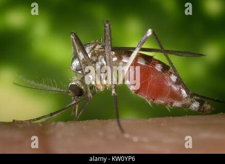 Un Ochlerotatus triseriatus alimentazione di zanzara sulla cima di una mano umana. Noto anche come Aedes triseriatus, e comunemente noto come 'treehole mosquito', questa specie è stata identificata nel pool di zanzara riportati come positivi per il virus del Nilo occidentale, ed è anche un vettore di sapere per La Crosse virus. Immagine cortesia CDC/James Gathany, 2002. Foto Stock