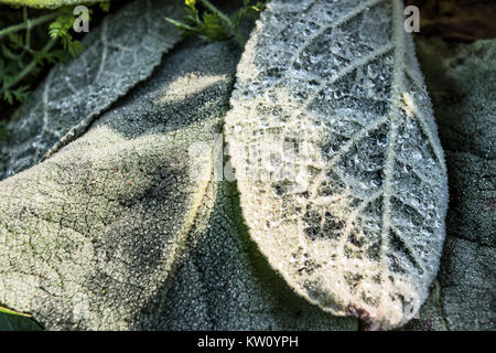 Macro closeup di rugiada di brina sui verdi grandi foglie mullein mostra di gocce d'acqua, dettaglio e texture Foto Stock