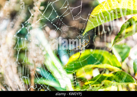 Macro closeup di nero e giallo giardino nastrati spider con web in verde all'aperto che mostra il dettaglio e texture Foto Stock