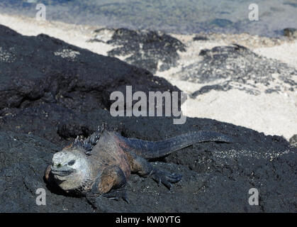 Un marine iguana o Galápagos marine iguana (Amblyrhynchus cristatus cristatus) suns stesso su nero rocce laviche. Questa sottospecie è endemica di Isabela Foto Stock