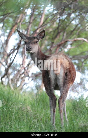 Il cervo (Cervus elaphus scoticus ) femmina Foto Stock