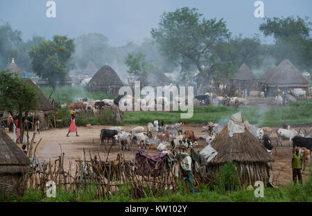 Etiopia, Gambela, regione Itang, villaggio di etnia Nuer, vacche bovini in campo la sera / AETHIOPIEN, Gambela, Regione Itang, Ethnie NUER, Dorf abends, Rinder kommen vom Weideland Foto Stock